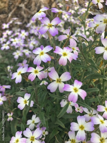 Spring Flowers