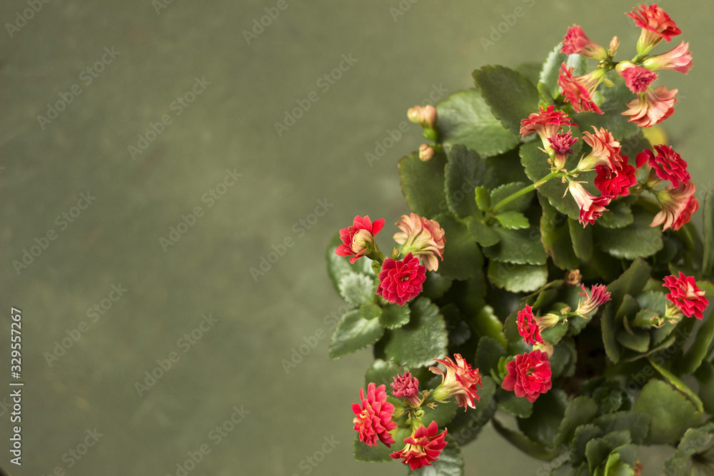 Obraz premium Red Kalanchoe blossfeldiana with terry petals on a green background, flowering home plant, place for text