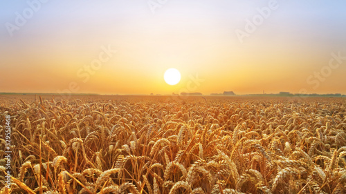 Golden wheat field at sunset; a harvest scenery in the countryside