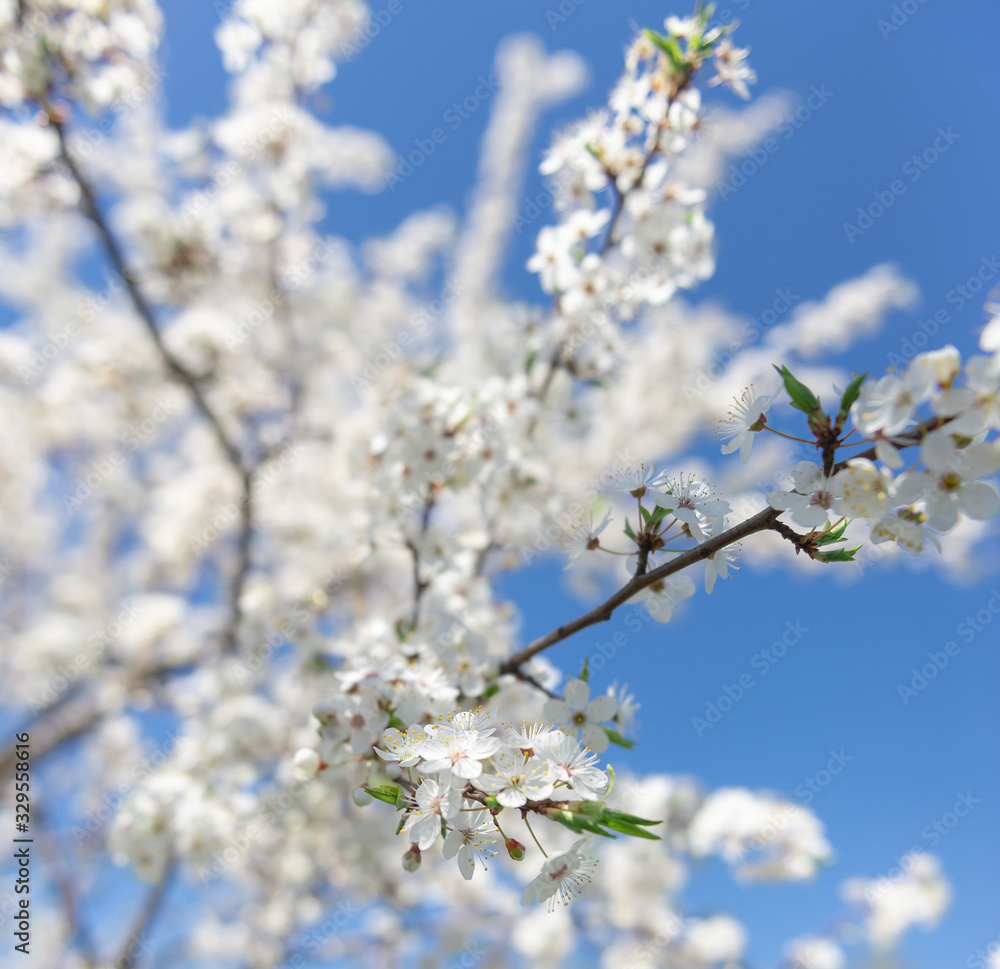 Flowering branch of fruit tree. Cherry blossomed in the spring.