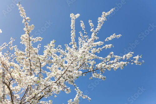 Flowering branch of fruit tree. Cherry blossomed in the spring. © sergo321