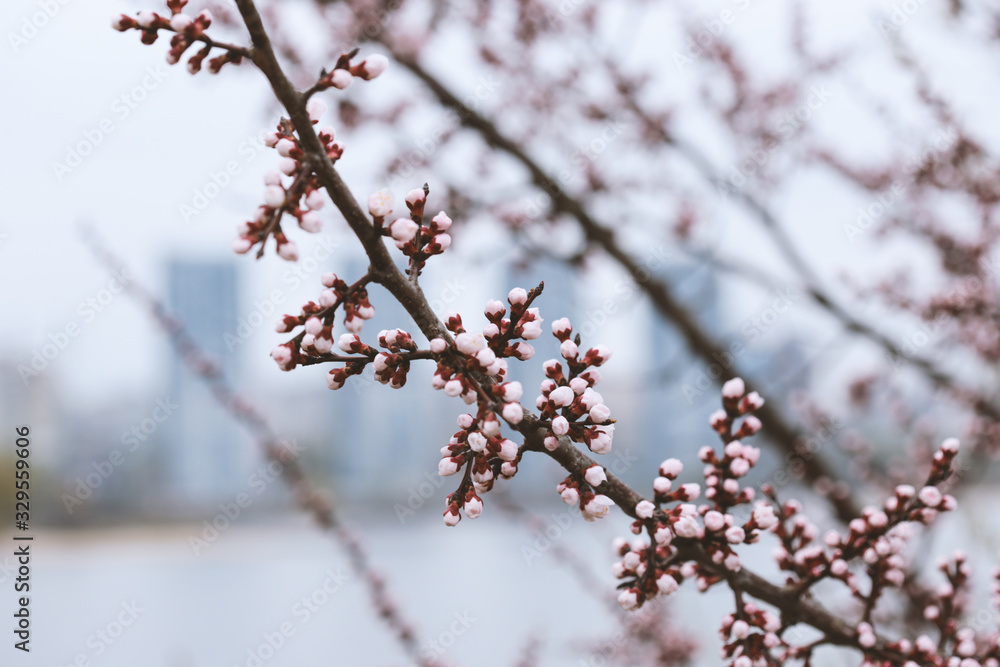 Flowering Cherry Trees in April Flowering Cherry Trees in April