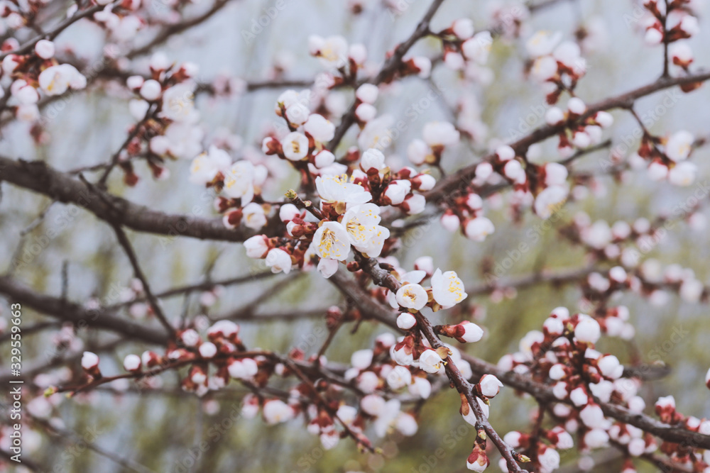 Flowering Cherry Trees in April