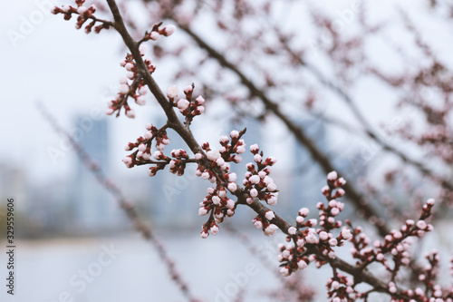 Flowering Cherry Trees in April