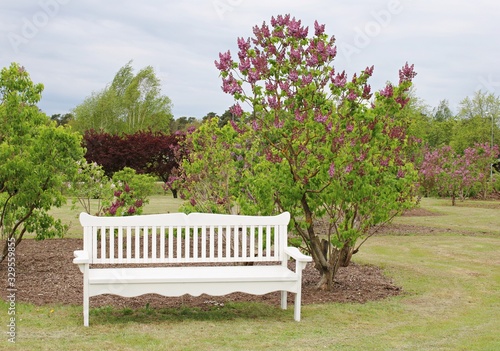 Large white bench in the garden between the flowering bushes of a beautiful lilac