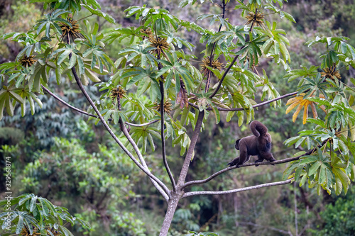 Brown woolly monkey - Lagothrix lagotricha in Manu national park, Peru