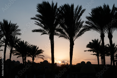 silhouette of palm trees in the evening in Hurghada Egypt © Redfox1980