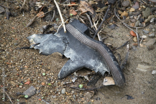Εκτύπωση καμβά Destroyed abandoned rubber boot in a stream