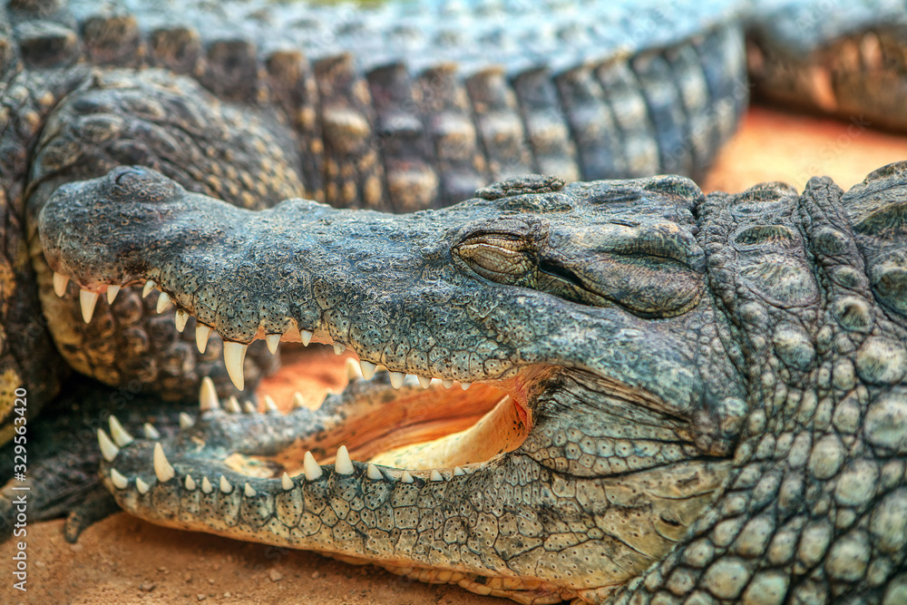 Obraz premium sleeping crocodile with open mouth