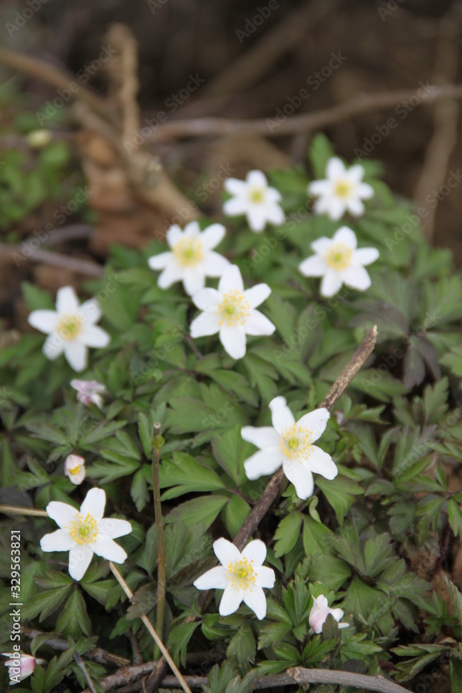 Obraz premium Marsh northern grass-of-Parnassus white flower