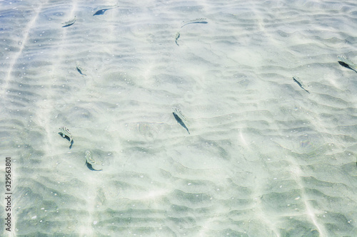 Obraz na plátne Small fish swimming in sea top view, selective focus