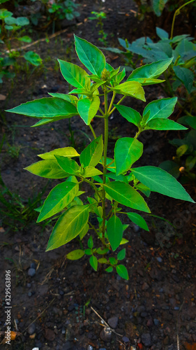 basil plant in the garden