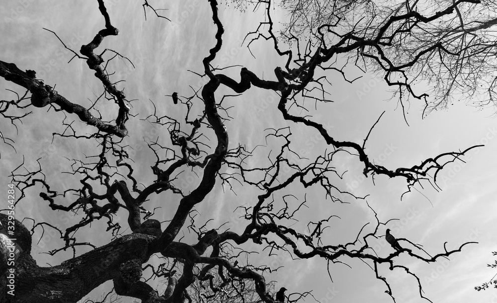Obraz premium Silhouette of bare tree with fantastical curved branches
