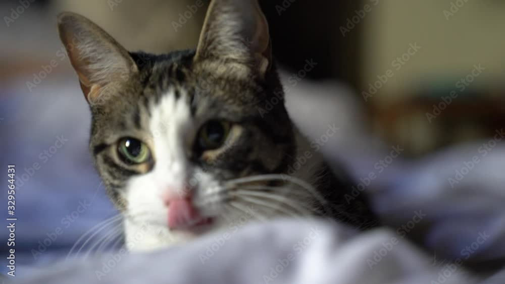 A small cat plays on a bed, pouncing and biting at the the blankets. 4k 23.98 fps. A small cat plays on a bed, pouncing and biting at the the blankets. 4k 23.98 fps.