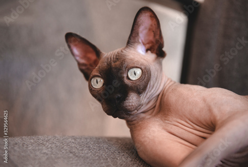 1 cat canadian Sphynx lying on a gray chair, pet