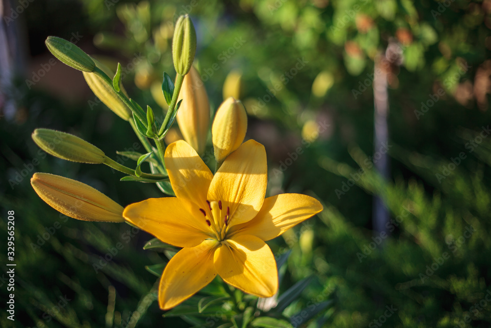 Obraz premium Yellow lily flower with buds growing in the garden. Lily flowers close-up, on a green grass background. Floral background outdoors