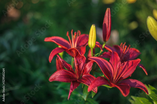 Red lily flower with yellow buds growing in the garden. Lily flowers close-up  on a green grass background. Floral background.