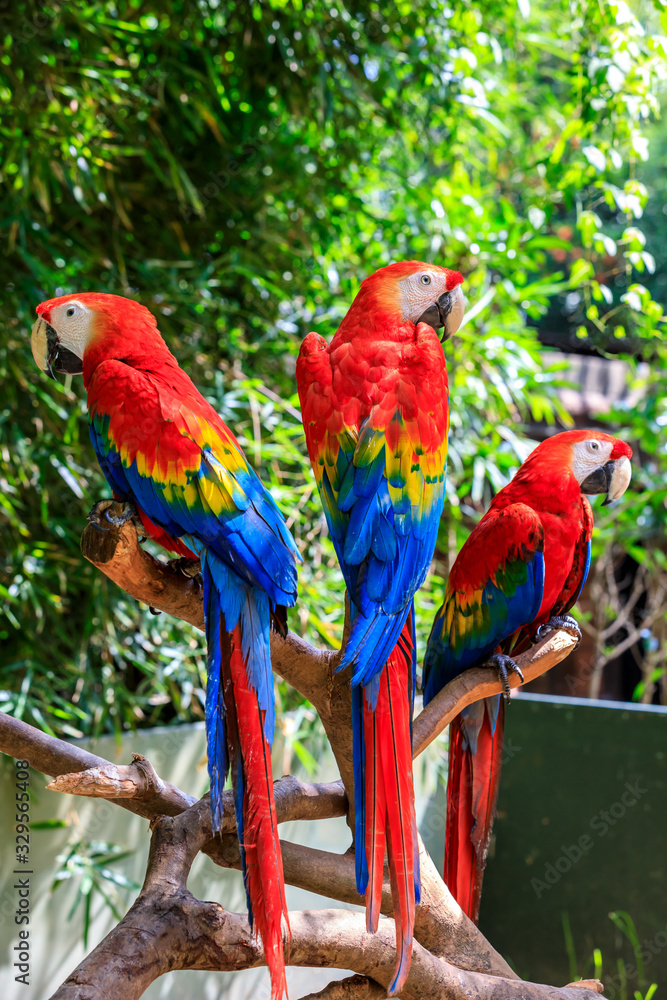 Obraz premium Cute macaw standing on a branch.