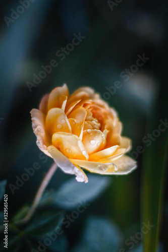 Yellow tea rose on a green background with water drops
