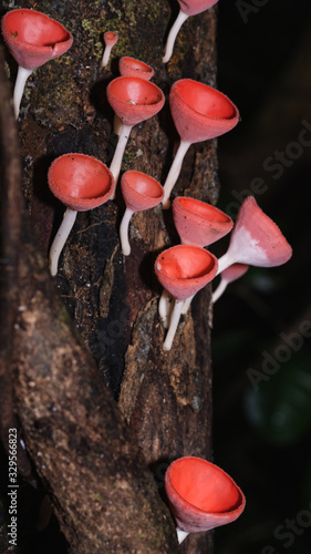 Champagne mushroom Red Close Up of Colorful mushroom or rainforest, Thailand.