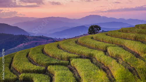 Rice fields Before harvesting sunset Farmer s house Terraced rice paddy field in Chiang Mai  Thailand.View image panorama