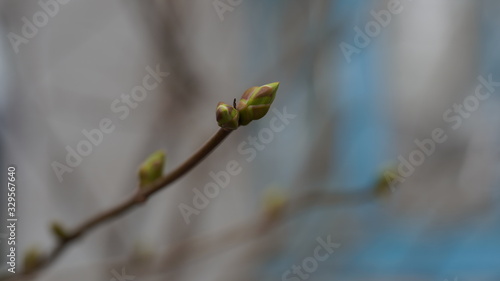 Tree branch with tiny buds. Branch of tree with small fresh buds growing in spring time