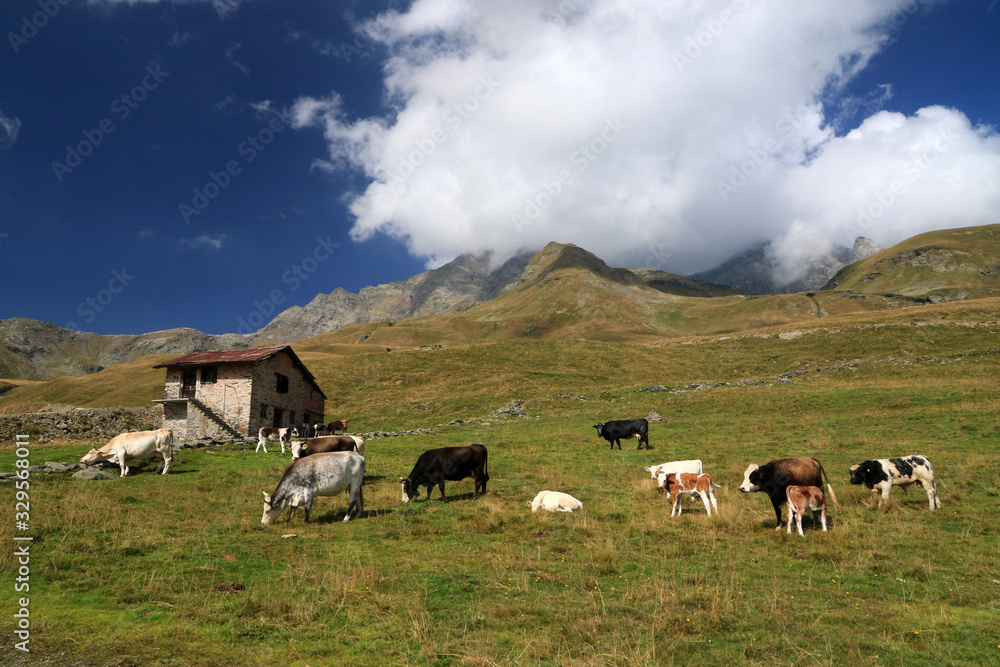 Landscape with cows, Italian Alps in Madesimo region, Lombardy, Italy