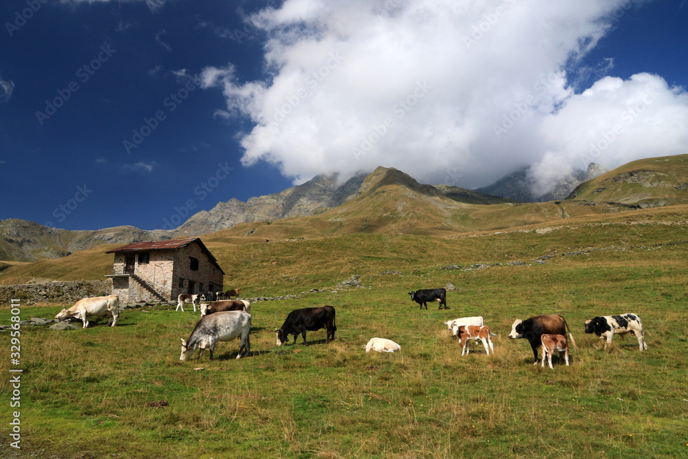 Landscape with cows, Italian Alps in Madesimo region, Lombardy, Italy Landscape with cows, Italian Alps in Madesimo region, Lombardy, Italy