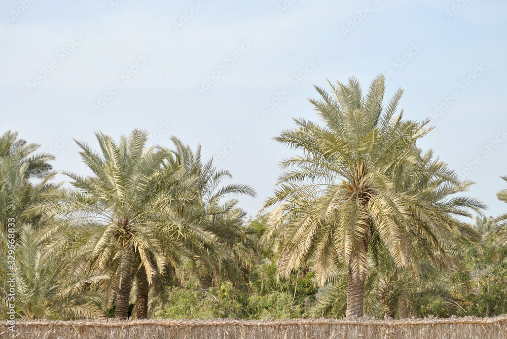 Palm trees in clear blue sky Palm trees in clear blue sky
