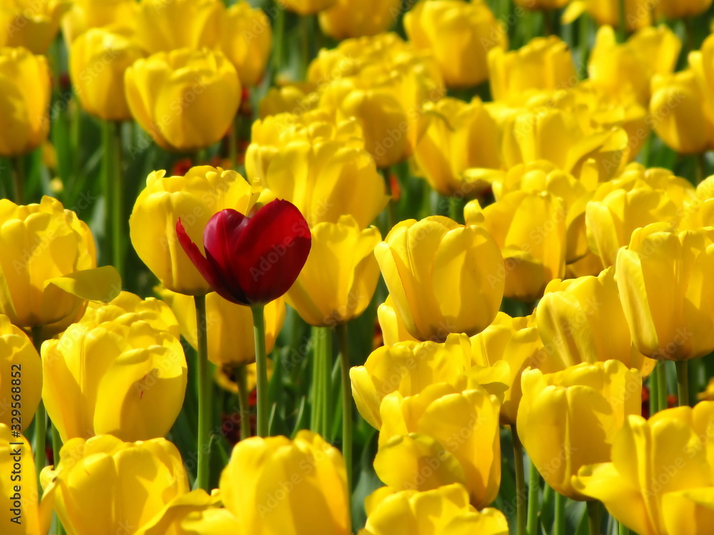 Yellow tulips, one red among them - one in a dozen, unique Yellow tulips, one red among them - one in a dozen, unique