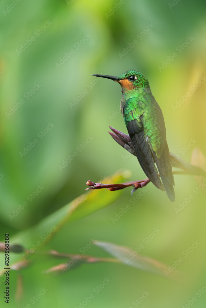 Fototapeta premium Green-crowned Brilliant (Heliodoxa jacula) sit on the branch between leaves which make smooth background.