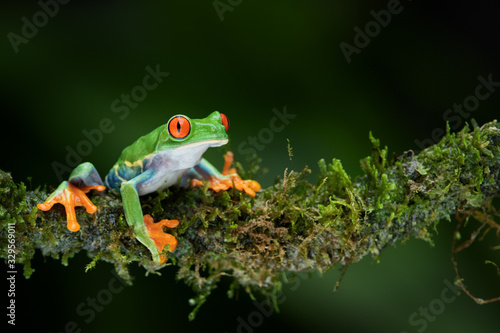 Red-eyed tree frog has shiny red eyes and orange feet and toes, Costa Rica