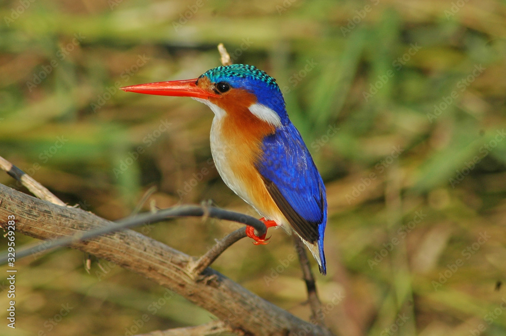 Malachite Kingfisher