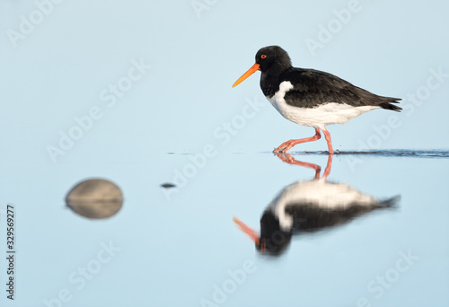 Calm mirroring of Eurasian oystercatcher during his searching for food, Helgoland.