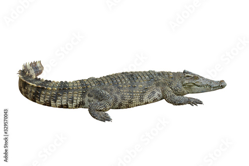 Crocodile with isolate white background, clipping path