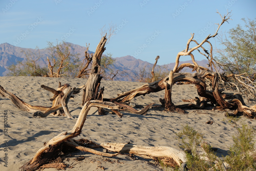 Mesquite Flat Sand Dunes with Trees, Death Valley National Park, California, USA