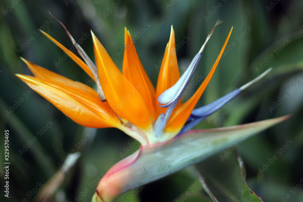 Strelitzia Orange Bird Of Paradise Strelitzia Orange Bird Of Paradise