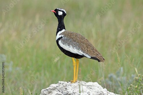 Northern Black Korhaan