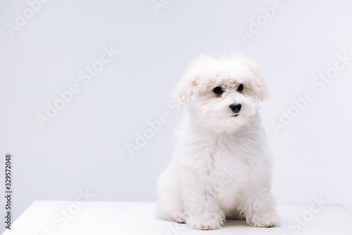 Fluffy bichon havanese dog sitting on white surface isolated on grey