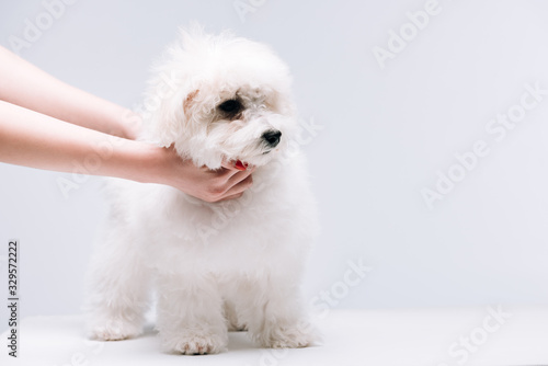 Cropped view of woman stroking havanese dog on white surface isolated on grey