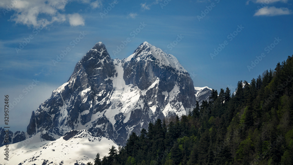 snow-capped mountains in the foreground forest