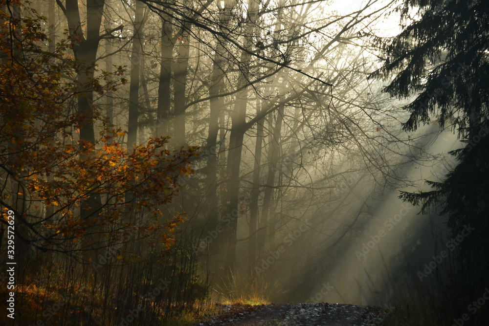 Fototapeta premium Strahlen im Wald