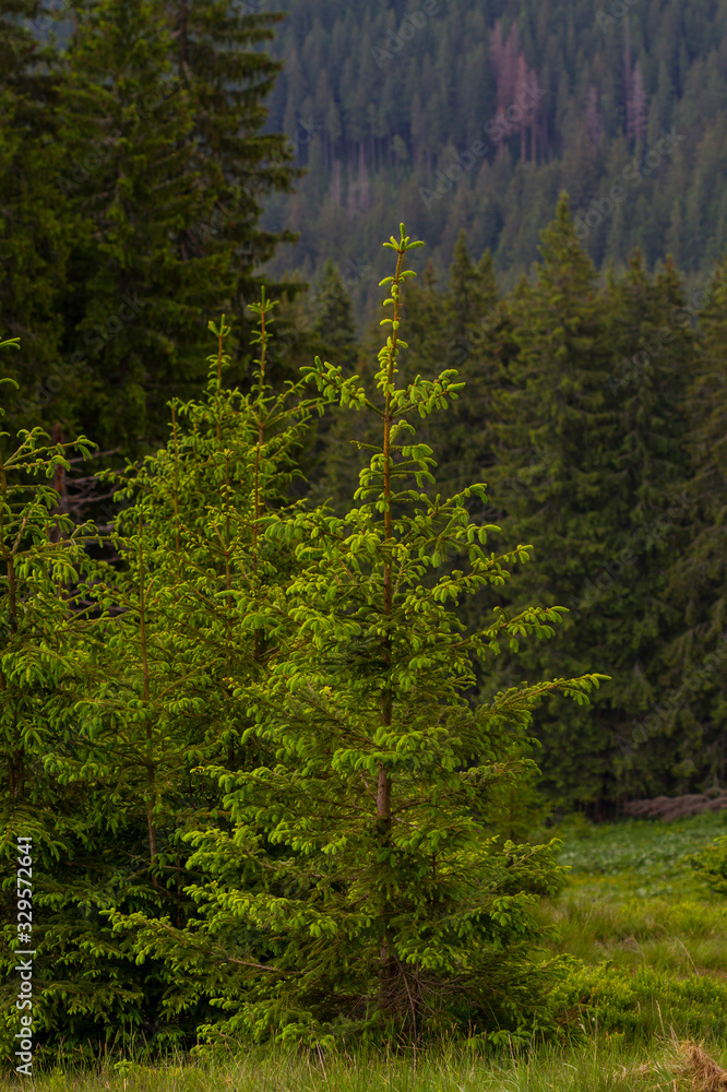 Carpathian mountains, Ukraine Carpathian mountains, Ukraine