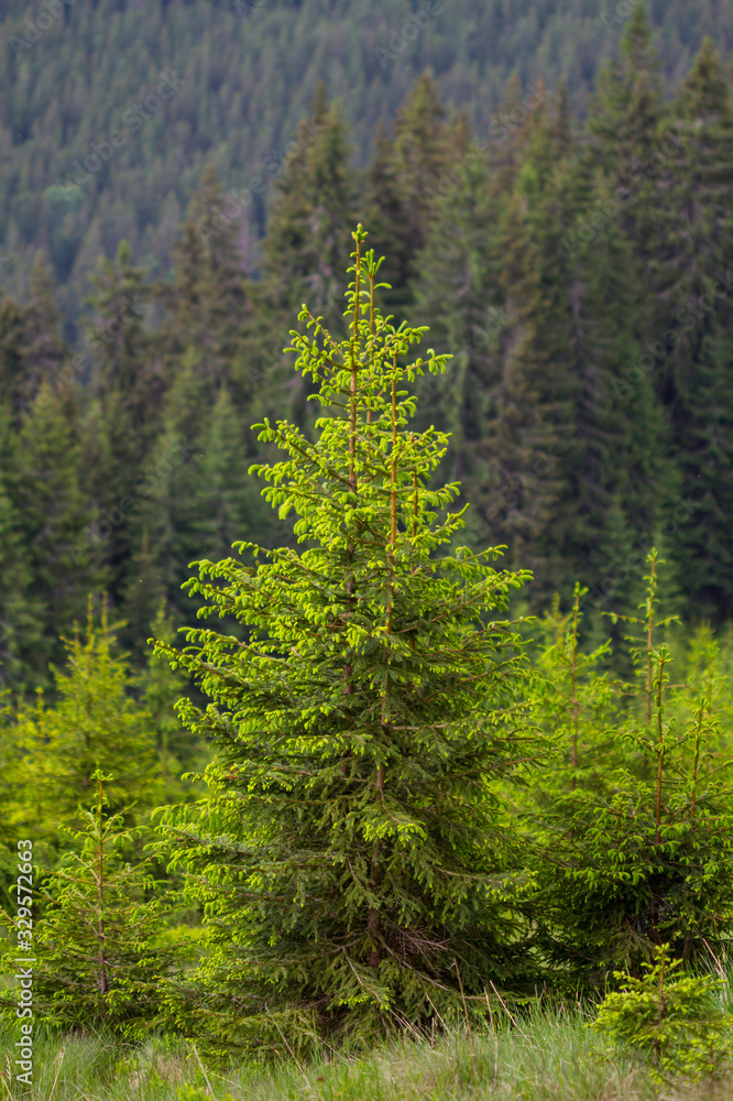 Carpathian mountains, Ukraine Carpathian mountains, Ukraine