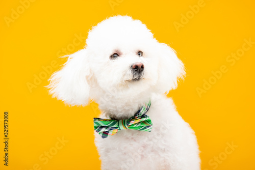 Tablou canvas Bichon havanese dog in bow tie isolated on yellow