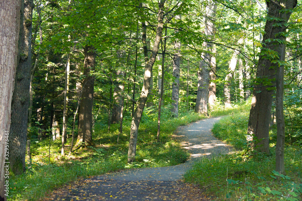 Fototapeta premium Narrow path in thick forest. Beautiful nature