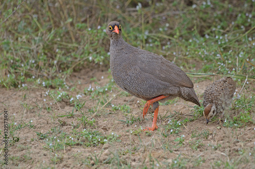 Red-billed Spurfowl