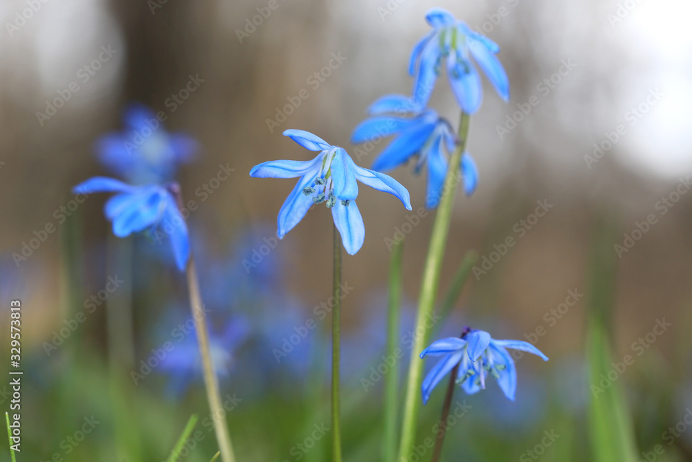 scilla bifolia flowers scilla bifolia flowers
