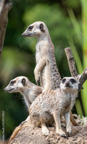Three funny meerkats standing on a rock with a green background