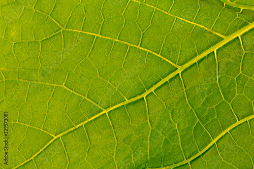 texture of green leaf